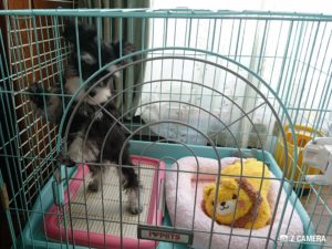 窮屈そうなケージ