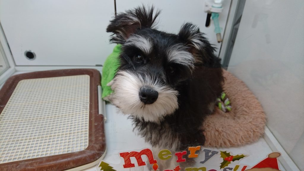 ミニチュアシュナウザーの仔犬