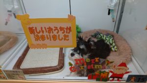 喜んでいる仔犬