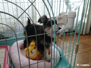 ぺちゃぺちゃ上手に水を飲むワンコ