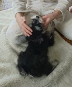 手を噛んでいるダノ