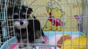 おうちに入っているダノ