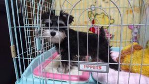 おうちに入っているダノ