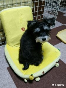 座椅子に座るダノ