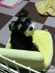 座椅子に座るダノ