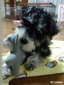 プップちゃんで遊ぶダノ