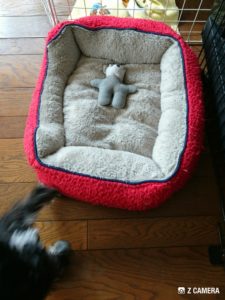 ベッドに寝かせられたプップちゃん