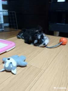 紐付きボールで遊ぶダノ