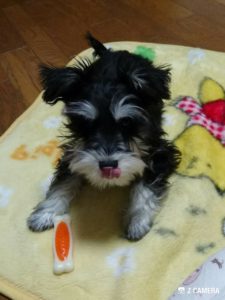 骨のおもちゃで遊ぶダノ