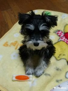 骨のおもちゃで遊ぶダノ