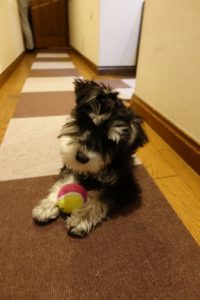 ボールで遊ぶダノ