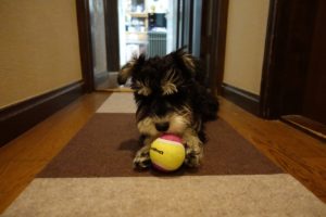 ボールで遊ぶダノ