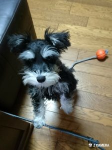 紐付きボールが飽きたダノ