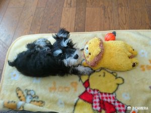 ライオンちゃんで遊ぶダノ