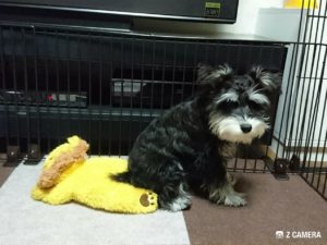 ライオンちゃんに座るダノ