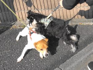 ワンちゃんと遊ぶダノ