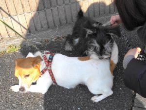 ワンちゃんと遊ぶダノ