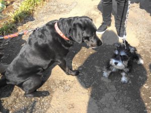 固まっているダノ