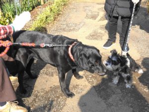 固まっているダノ