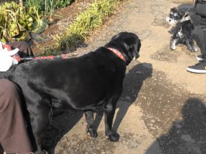 威嚇しているダノ