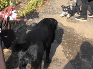 威嚇しているダノ