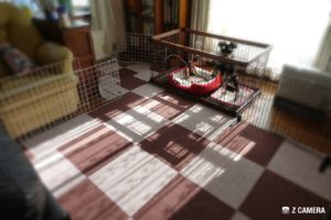 ワンコの遊び場スペース