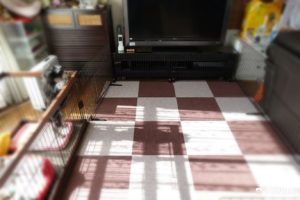 ワンコの遊び場スペース