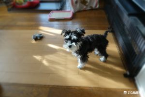 フローリングシート