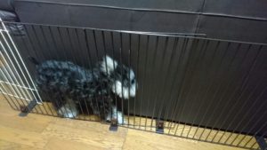 柵の隙間から脱出するワンコ