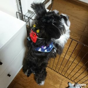 鬼のお面をつけて豆まき