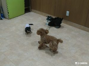 ワンちゃんふれあいタイム