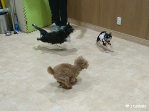 ワンちゃんふれあいタイム